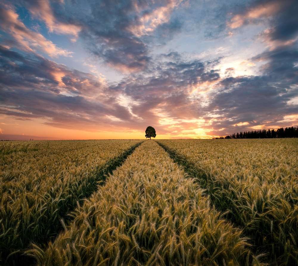 Field of dreams von Christian Lindsten