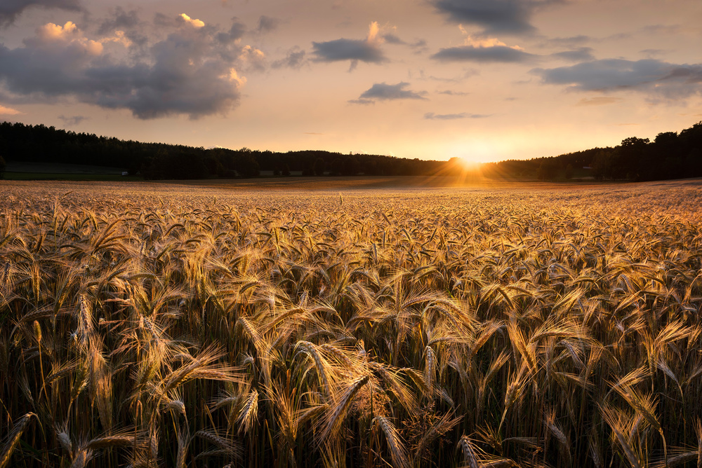 Fields of gold von Christian Lindsten