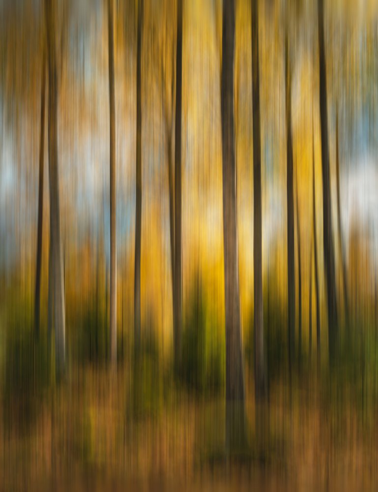 Autumn forest shaky von Christian Lindsten