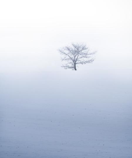 Small tree on hil during misty weather with snowfall