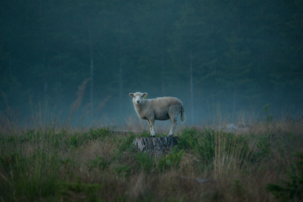 Moody sheep von Christian Lindsten