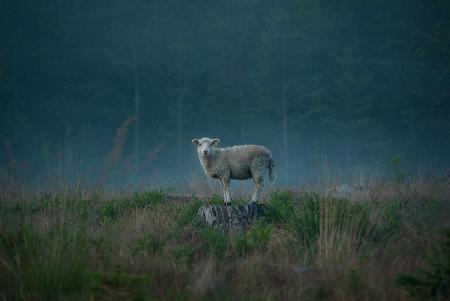 Moody sheep