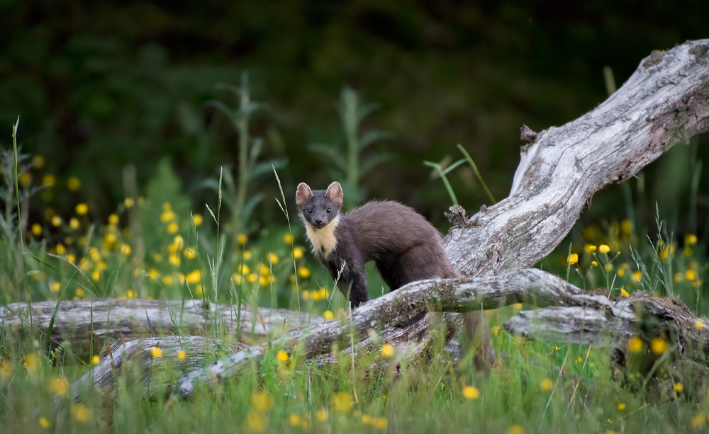 Marten in Sweden von Christian Lindsten