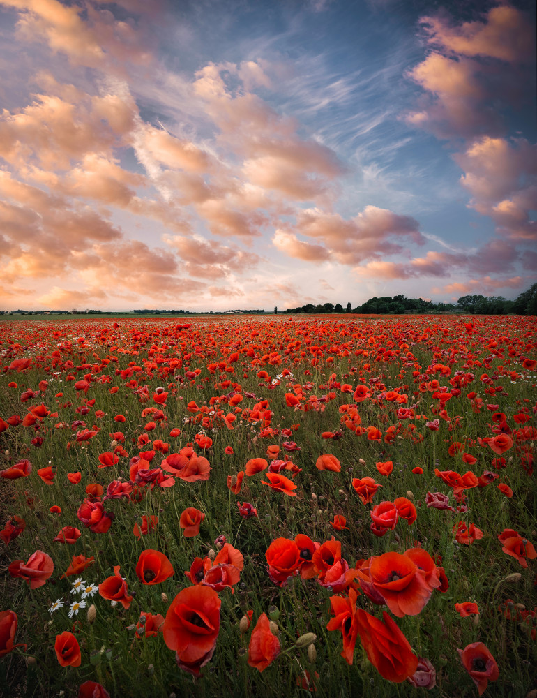 Poppy field in Sweden von Christian Lindsten