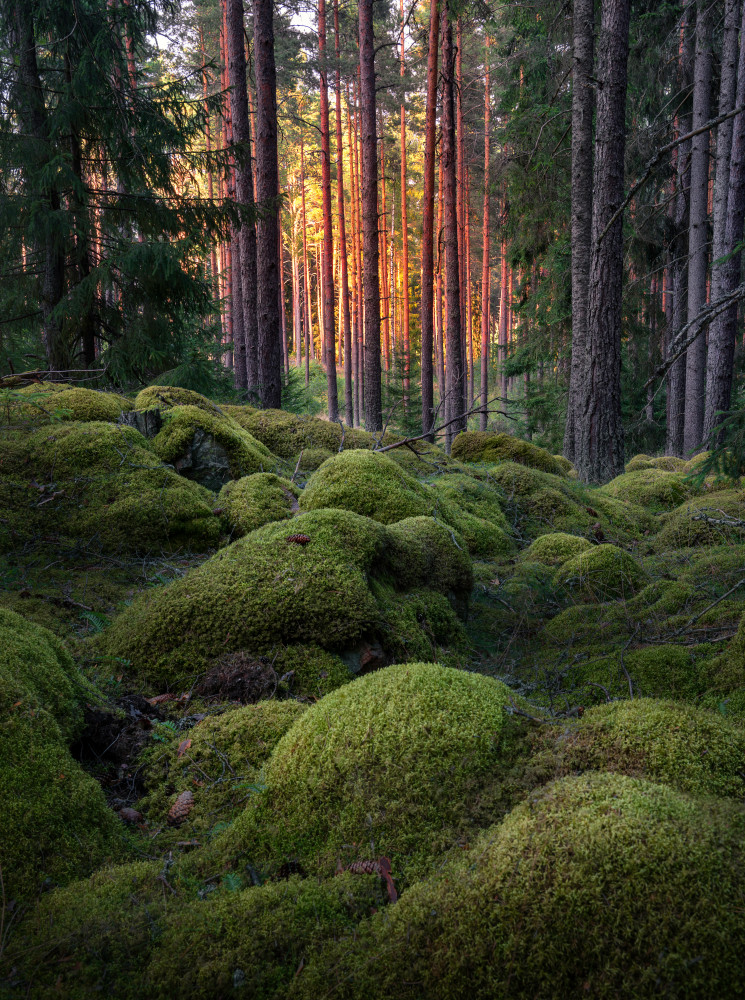 Mossy forest von Christian Lindsten