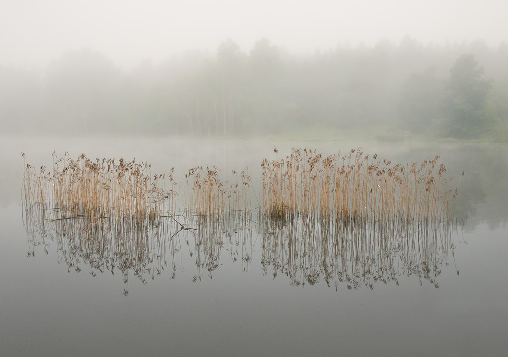 Misty morning von Christian Lindsten