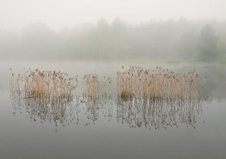 Misty morning