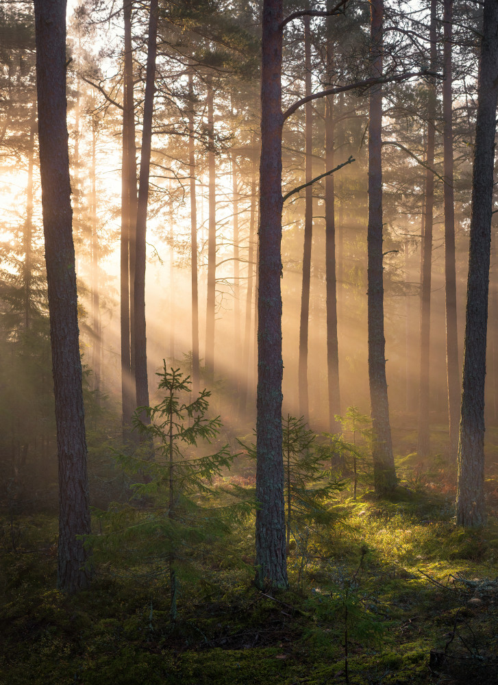 Foggy forest von Christian Lindsten