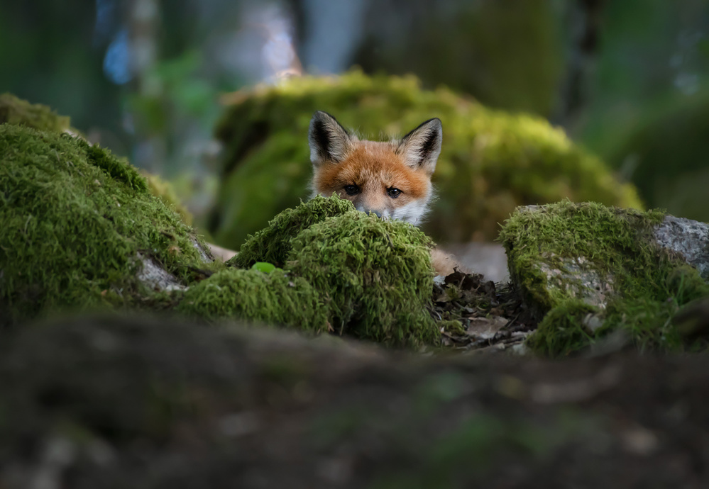 Curious fox von Christian Lindsten