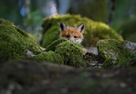 Curious fox