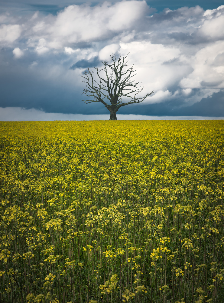 Oaktree on canolafield von Christian Lindsten