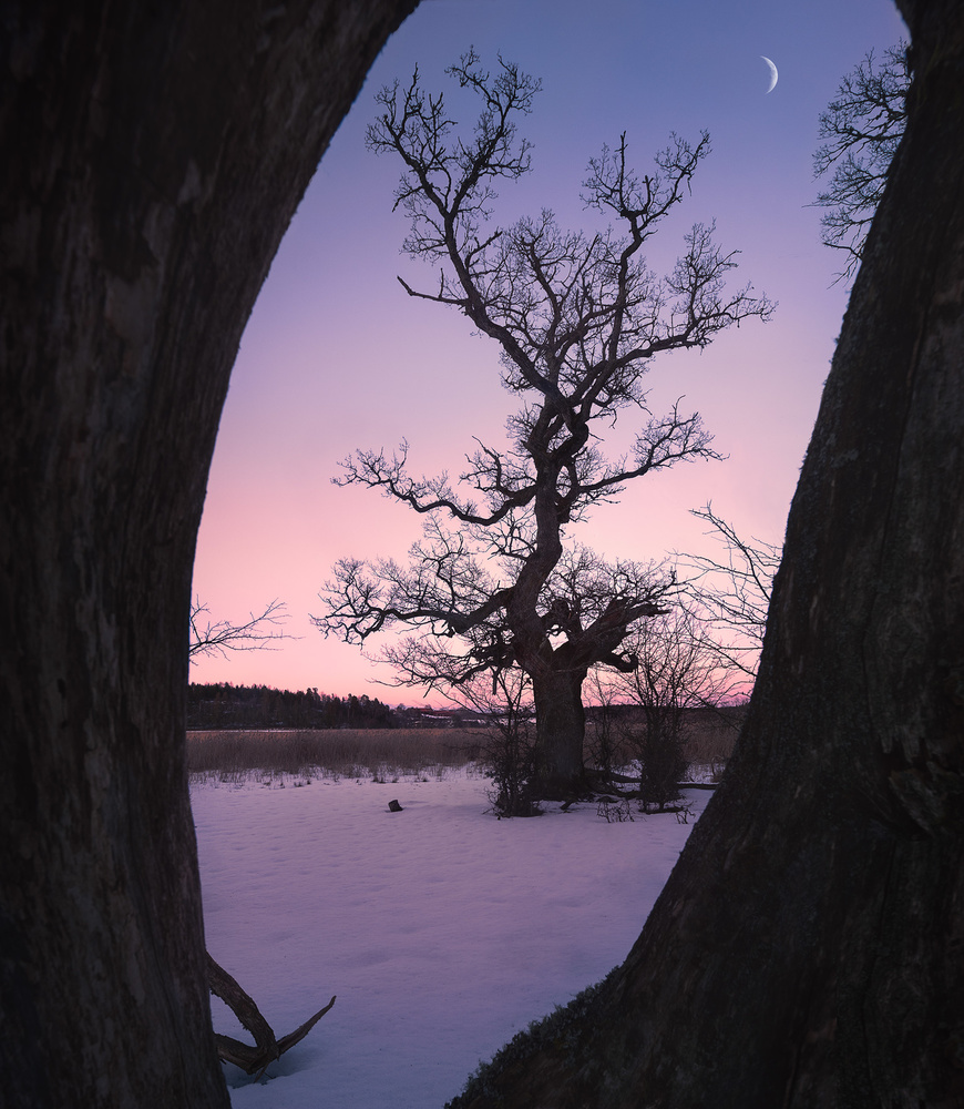 Oaktree during blue hour von Christian Lindsten