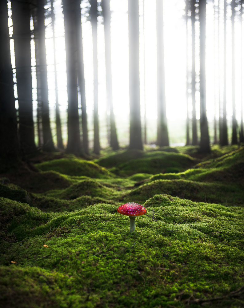 Red mushroom in the green forest von Christian Lindsten