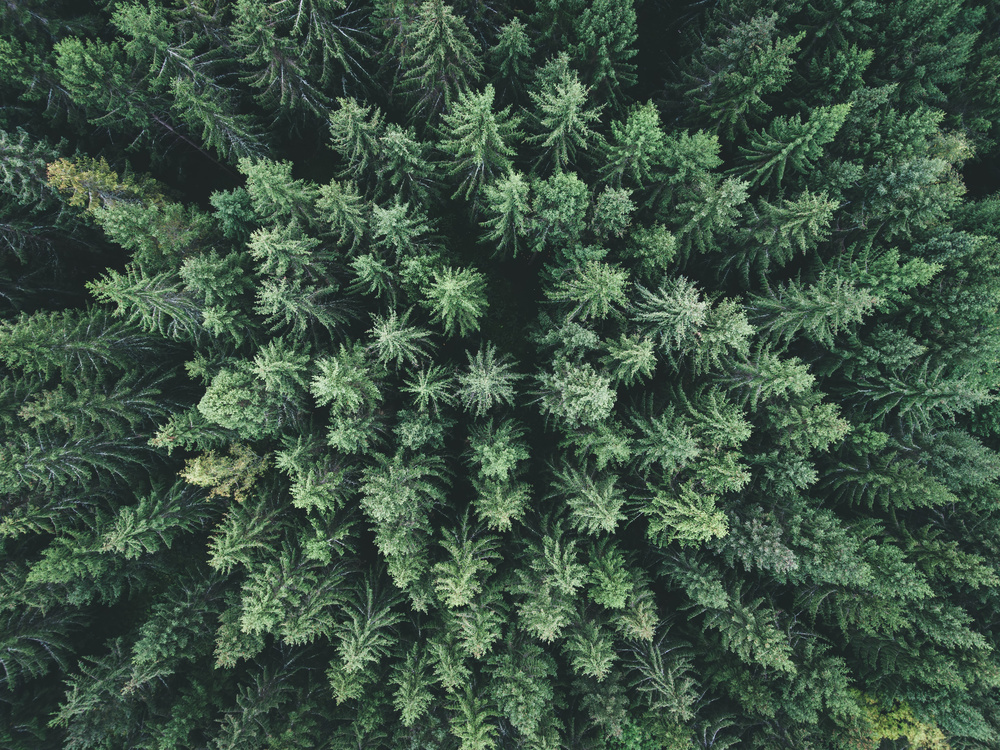 Moody forest from above von Christian Lindsten