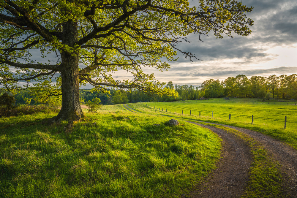 Road in nature von Christian Lindsten