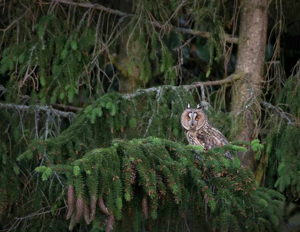 Short eared owl von Christian Lindsten