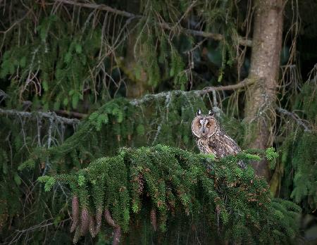 Short eared owl