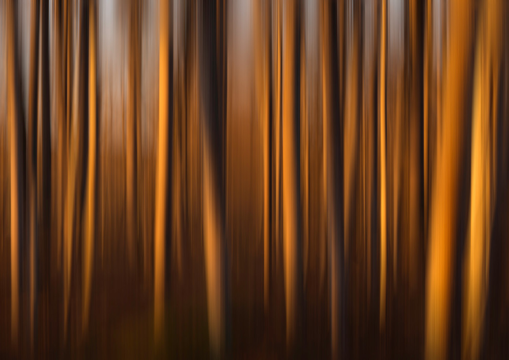 Trees kissed by light von Christian Lindsten