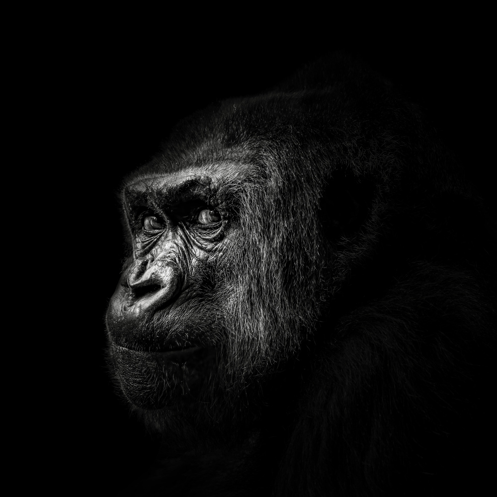 Gorilla von Christian Meermann