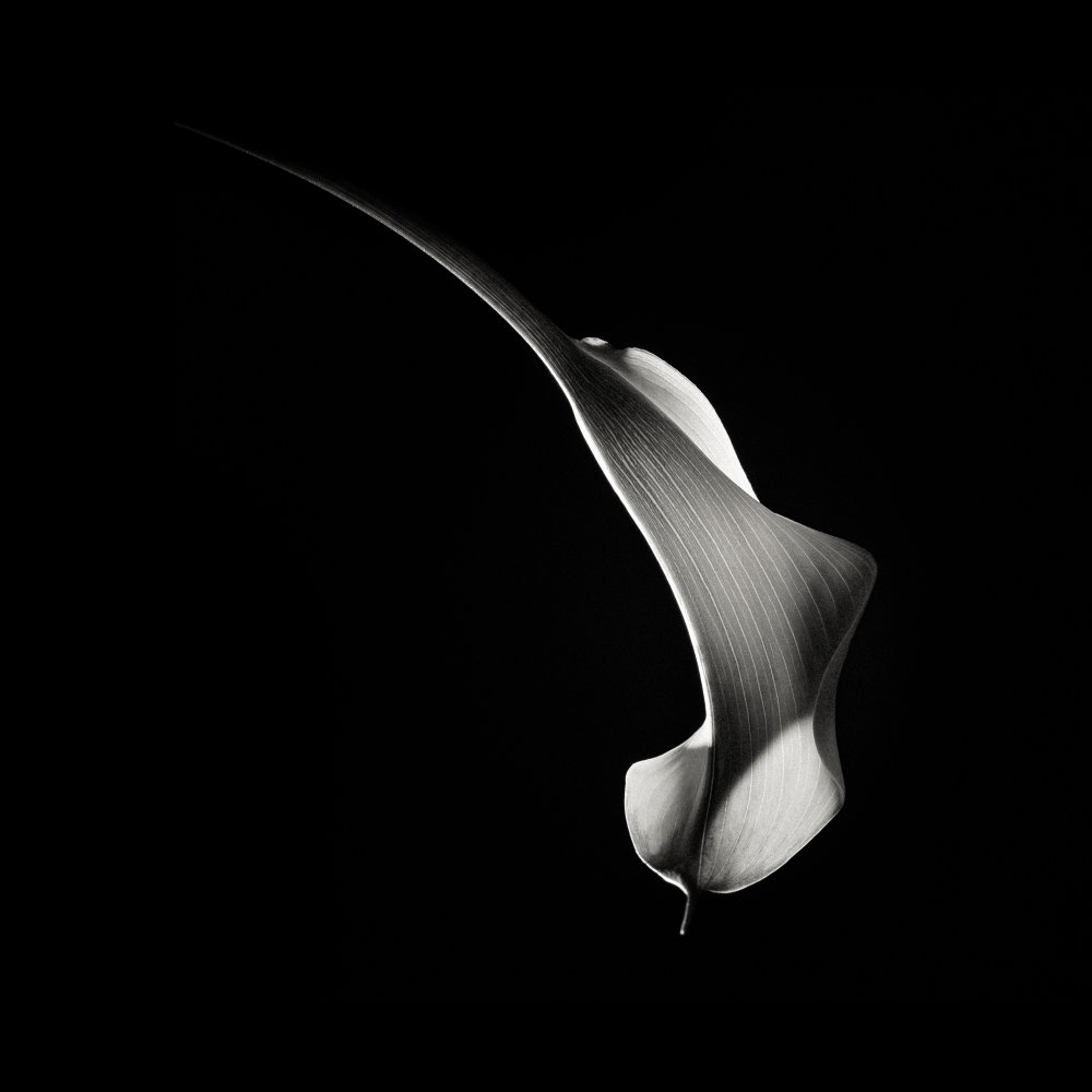 Hummingbird Abstraction (Calla Lily #3) von Christian Meermann