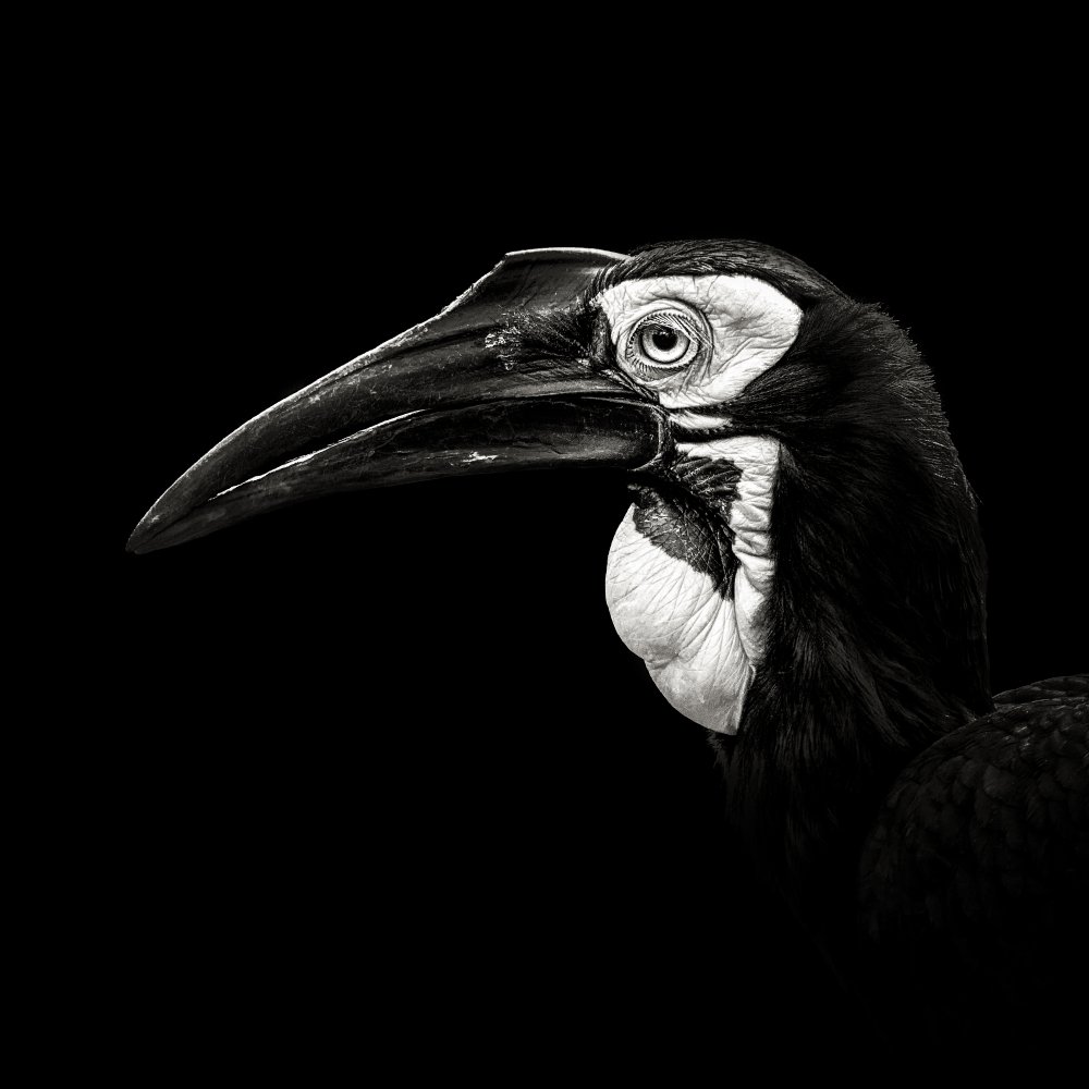 Southern Ground Hornbill von Christian Meermann