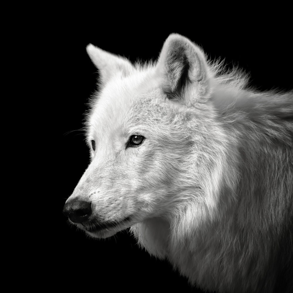 White Wolf #2 von Christian Meermann