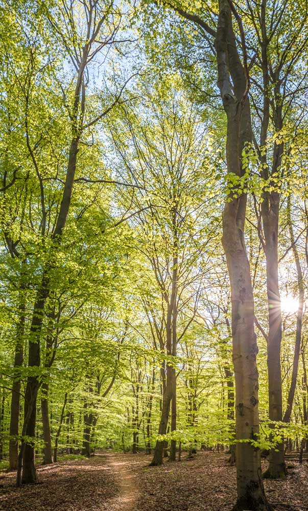 Buchenwald im Frühling bei Engenhahn im Taunus von Christian Müringer