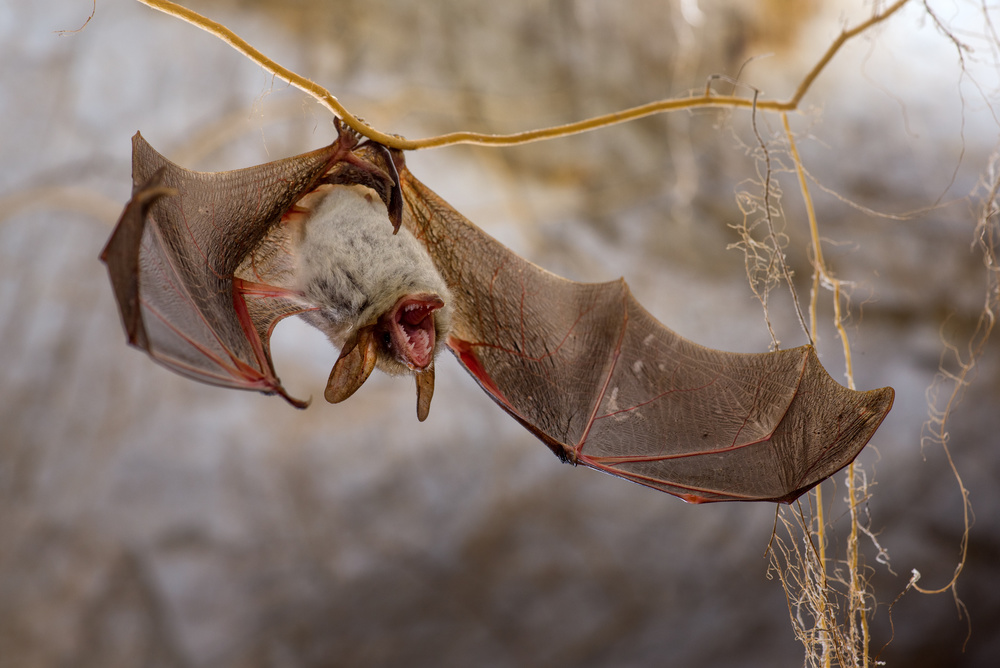 Angry bat von Christian Roustan (Kikroune)