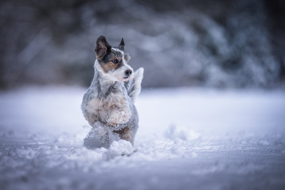 my little dog von Christiane Heggemann