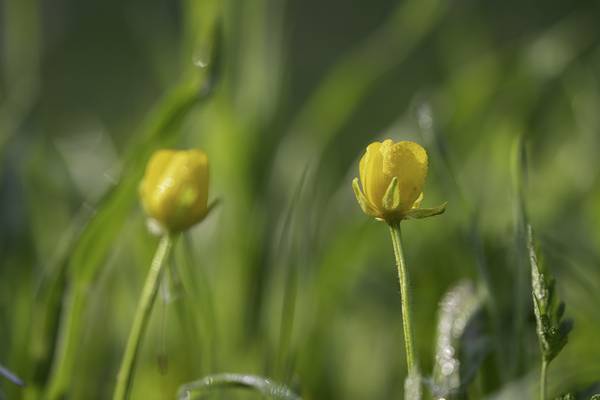 Blumen mit Tau  von Christina Neuhaus-Petrosino