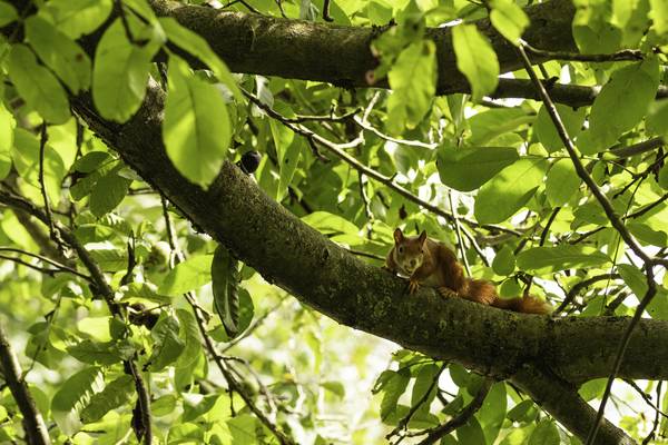 Eichhörnchen auf einem Baum von Christina Neuhaus-Petrosino