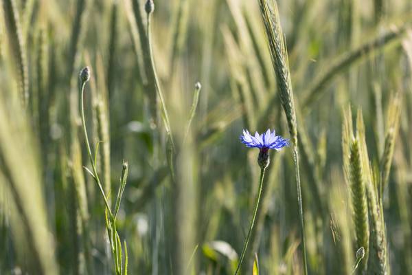 Kornblume von Christina Neuhaus-Petrosino