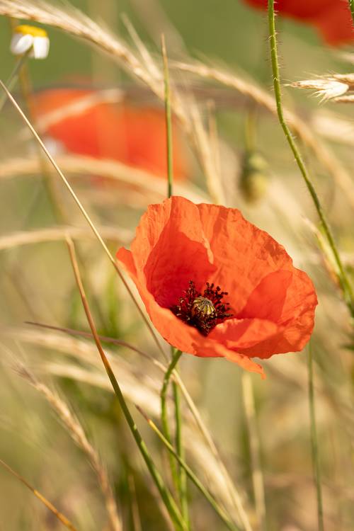 Mohnblume im Sonnenschein von Christina Neuhaus-Petrosino