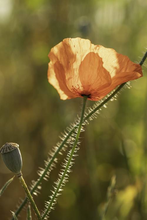 Mohnblume im Sonnenschein1 von Christina Neuhaus-Petrosino