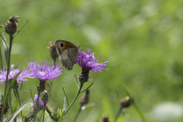 Schmetterling im Sommer von Christina Neuhaus-Petrosino