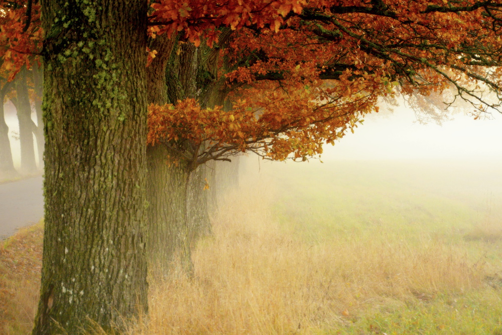 Autumn fog von Christina Sillèn