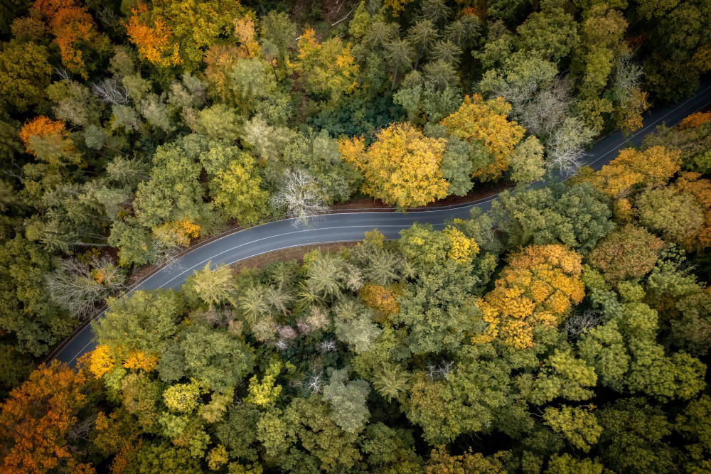 forrest road von Christoph Schaarschmidt