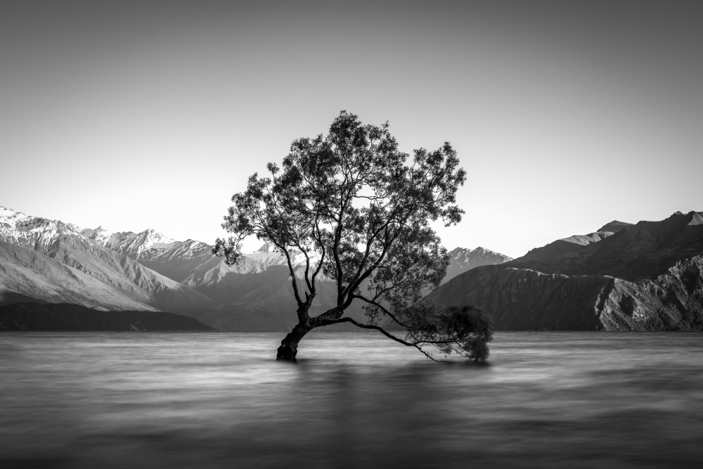 wanaka tree von Christoph Schaarschmidt