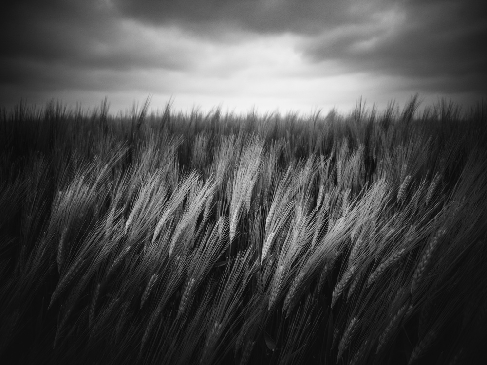 Just grow von Christophe Staelens