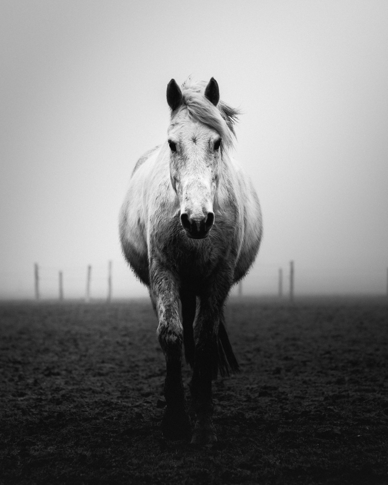 Confidence von Christophe Staelens