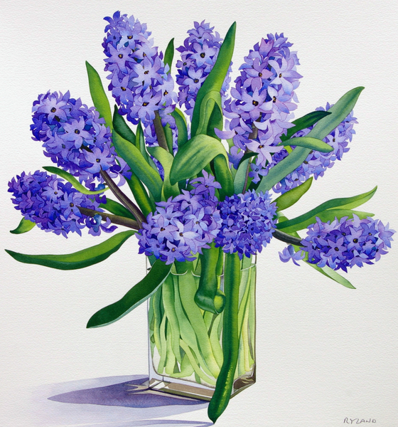 Blue Hyacinths von Christopher  Ryland