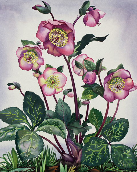 Hellebore von Christopher  Ryland