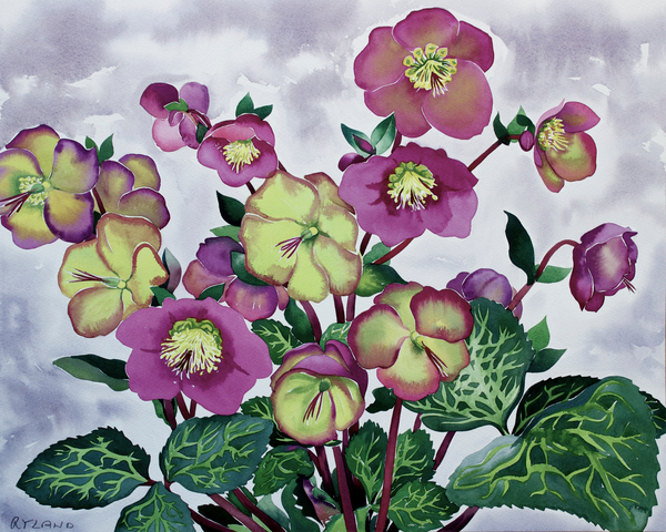 Helleborus (2) von Christopher  Ryland