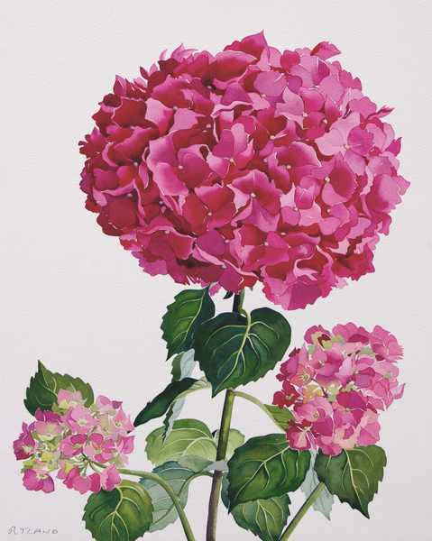 Hydrangea von Christopher  Ryland