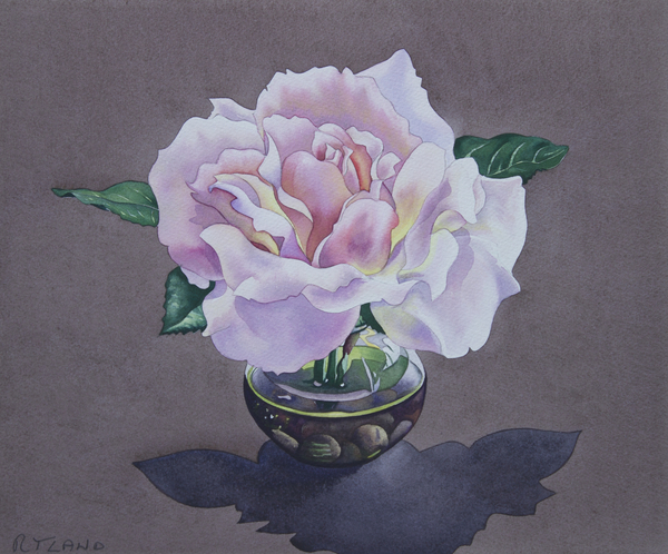 Rose Portrait von Christopher  Ryland