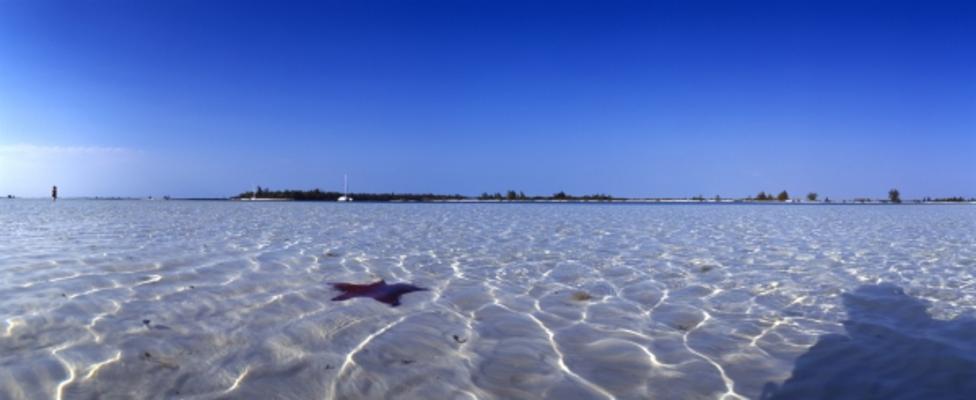 Seestern im Flachwasserbereich von Christopher Timmermann