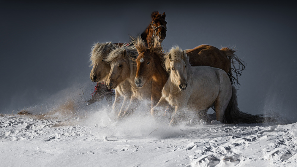 Five Horses von Chuanxu Ren