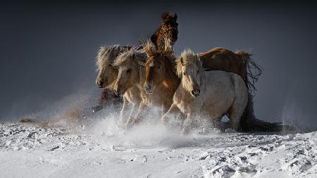 Five Horses