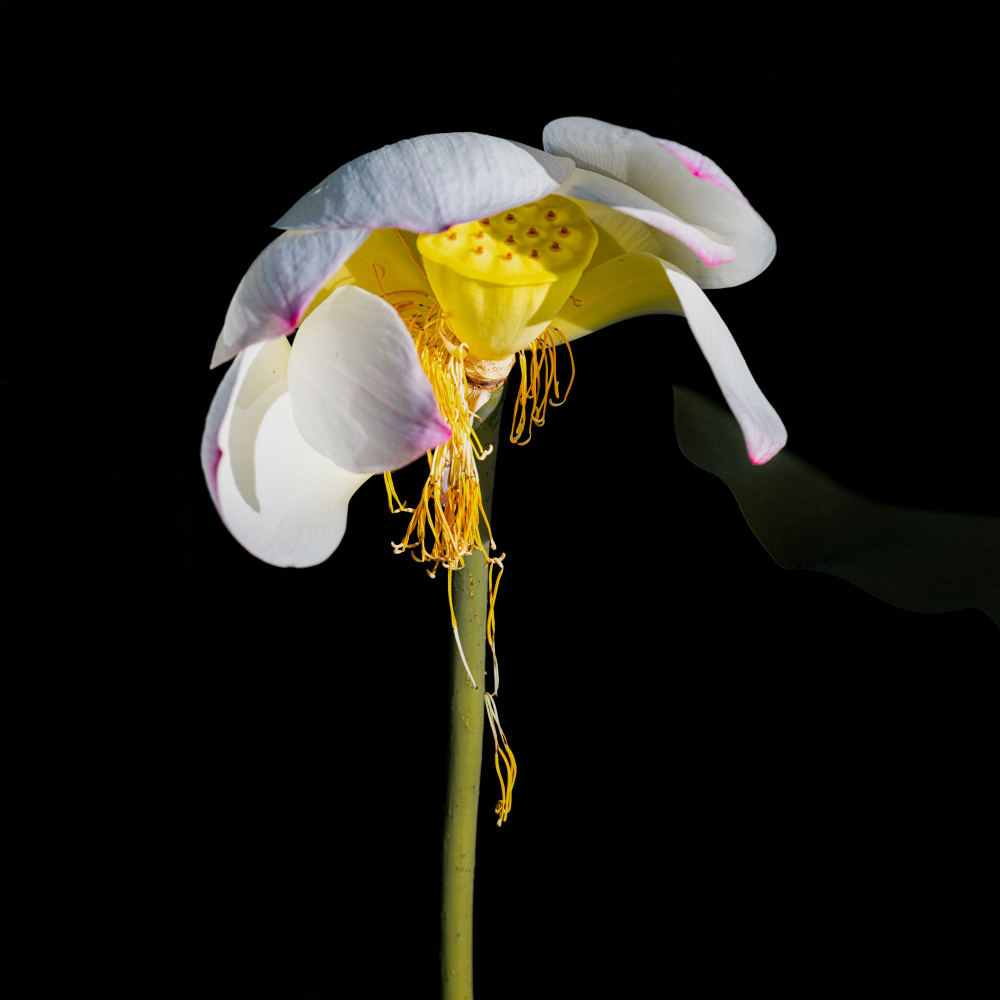 Lotus Flower von Chuanxu Ren