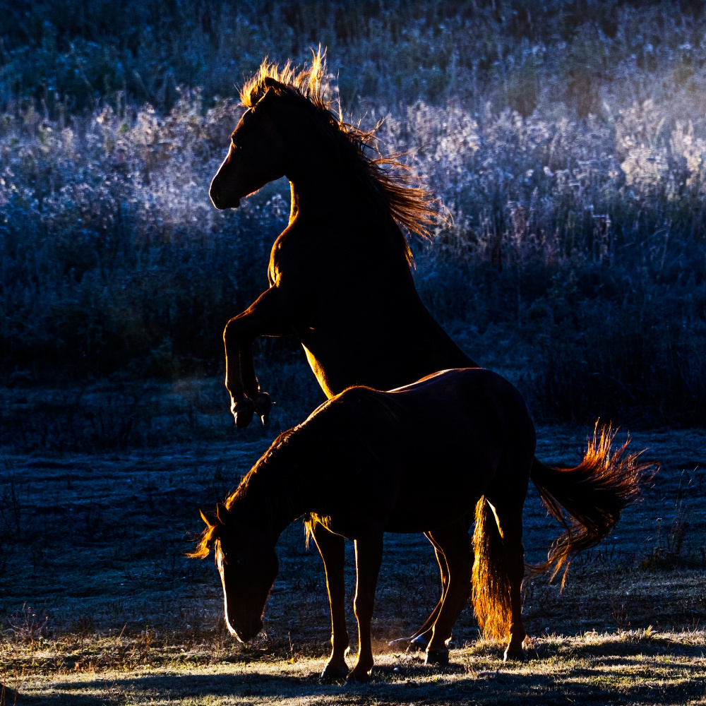 Horses von Chuanxu Ren